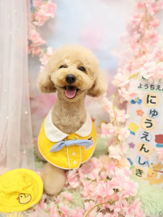 画像1242