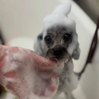 画像2833