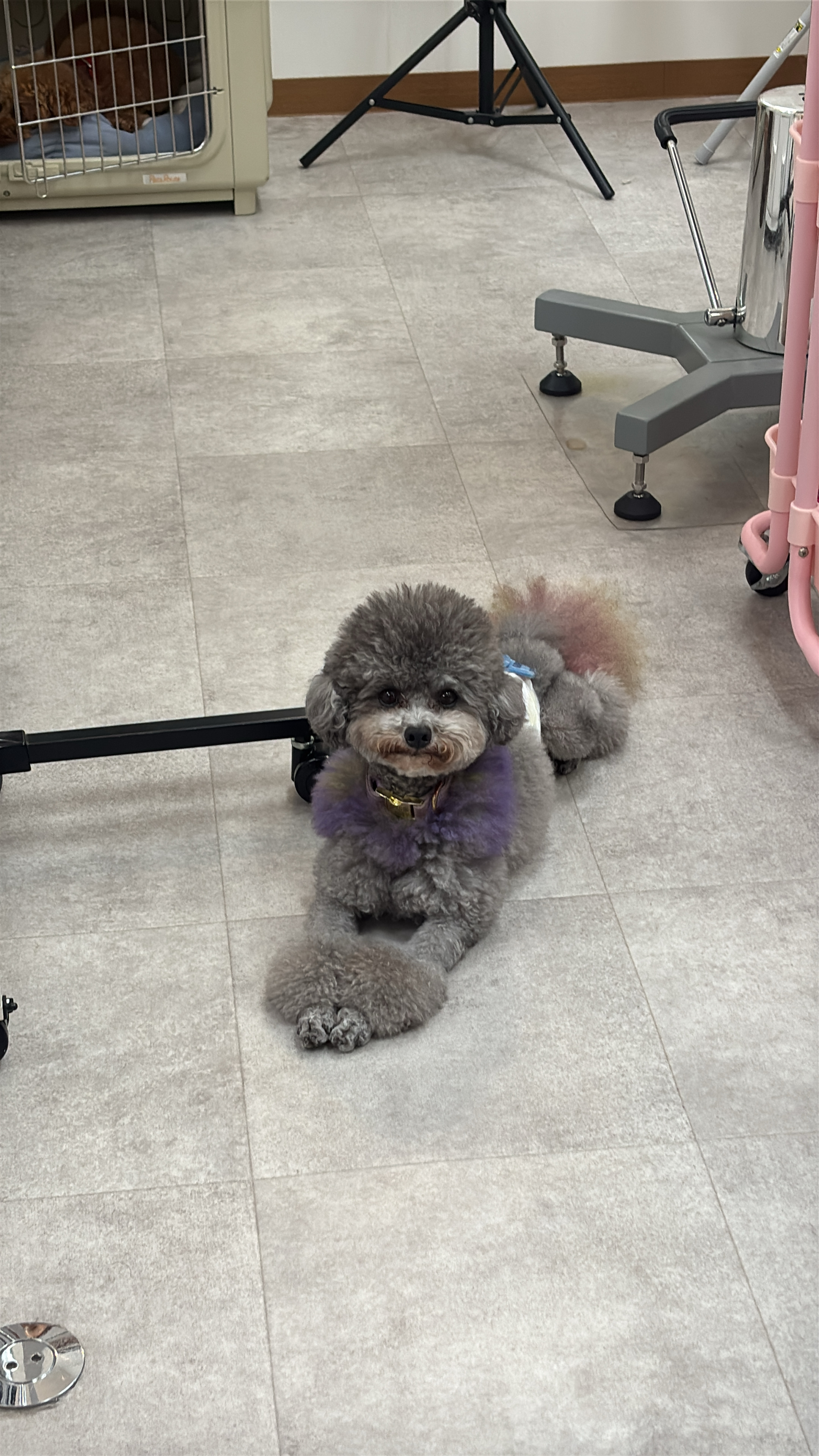 見える安心がもたらす、特別なトリミング体験で愛犬の健康を守る
